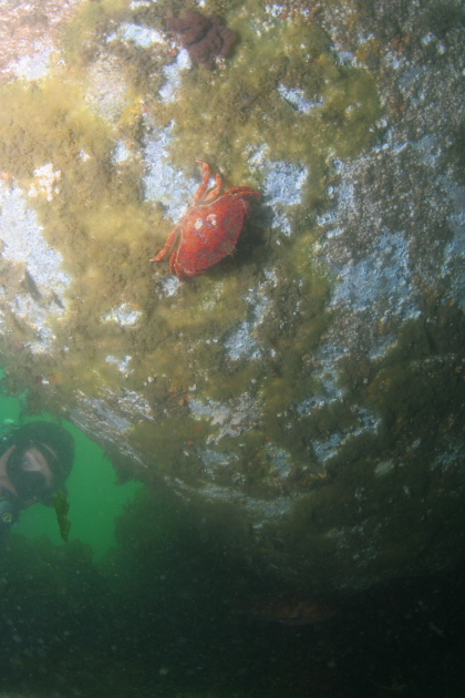 RED ROCK CRAB ON HULL